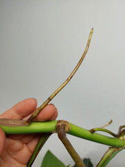 Monstera Aurea Stecklinge