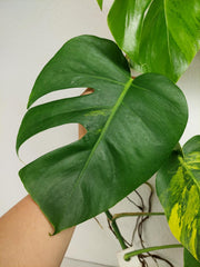 Monstera Aurea Stecklinge