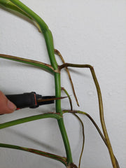 Monstera Aurea Stecklinge