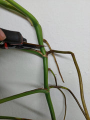Monstera Aurea Stecklinge