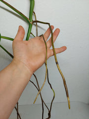 Monstera Aurea Stecklinge