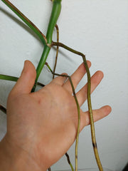 Monstera Aurea Stecklinge