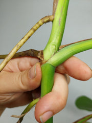 Monstera Aurea Stecklinge