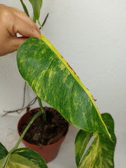 Monstera Aurea Stecklinge