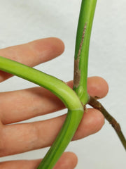 Monstera Aurea Stecklinge
