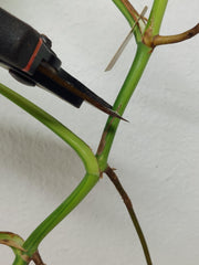 Monstera Aurea Stecklinge