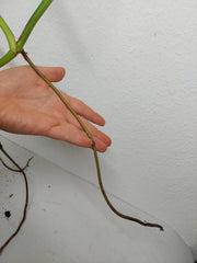 Monstera Aurea Stecklinge