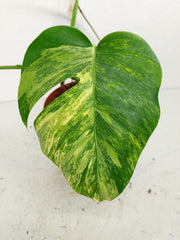 Monstera Aurea Stecklinge