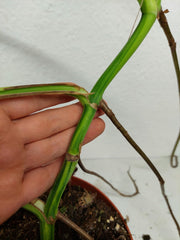 Monstera Aurea Stecklinge