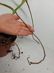 Monstera Aurea Stecklinge