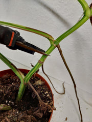 Monstera Aurea Stecklinge