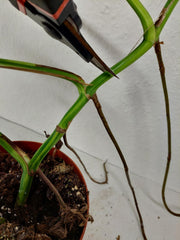 Monstera Aurea Stecklinge