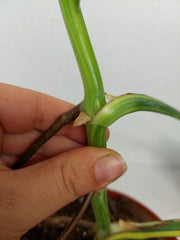 Monstera Aurea Stecklinge