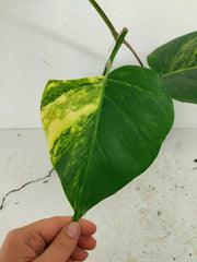 Monstera Aurea Stecklinge