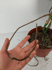 Monstera Aurea Stecklinge