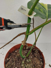 Monstera Aurea Stecklinge