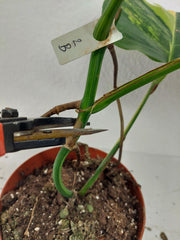 Monstera Aurea Stecklinge