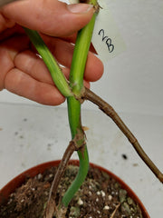 Monstera Aurea Stecklinge