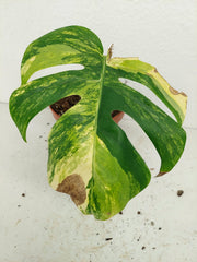 Monstera Aurea Stecklinge