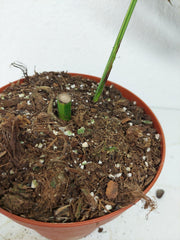 Monstera Aurea Stecklinge