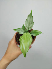 Spathiphyllum Blue Ice