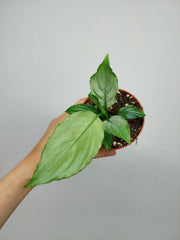 Spathiphyllum Blue Ice