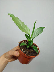 Spathiphyllum Blue Ice