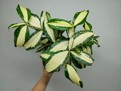 Dracaena Milky Way