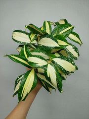 Dracaena Milky Way