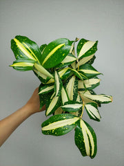 Dracaena Milky Way