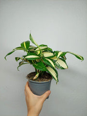 Dracaena Milky Way