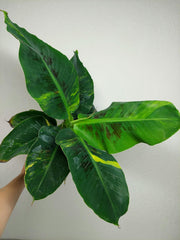 Musa Aurea