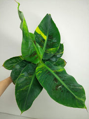 Musa Aurea