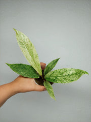 Anthurium Hookerie Mint Variegata
