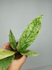 Anthurium Hookerie Mint Variegata