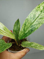 Anthurium Hookerie Mint Variegata