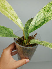 Anthurium Hookerie Mint Variegata