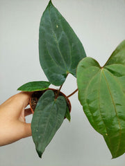 Anthurium Dark Phoenix x Dressleri