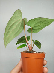 Anthurium Dark Phoenix x Dressleri