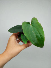Anthurium Dark Phoenix x Dressleri