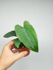 Anthurium Dark Phoenix x Dressleri