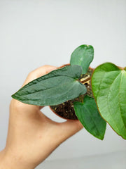 Anthurium Dark Phoenix x Dressleri
