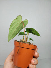 Anthurium Dark Phoenix x Dressleri