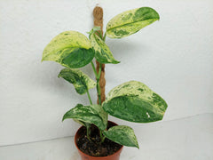 Scindapsus Jade Satin Marble