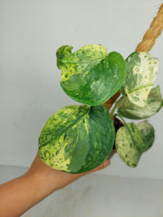 Scindapsus Jade Satin Marble