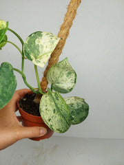 Scindapsus Jade Satin Marble