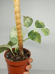 Scindapsus Jade Satin Marble