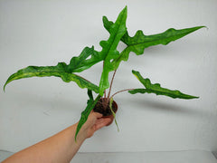 Alocasia Sabrina Aurea