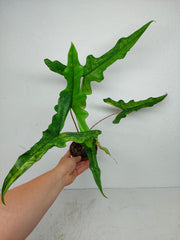 Alocasia Sabrina Aurea