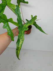 Alocasia Sabrina Aurea